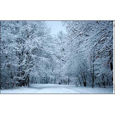 Wallpaper, Winter Forest 2