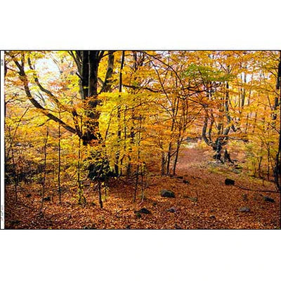 Wallpaper Mural, Fall Trees