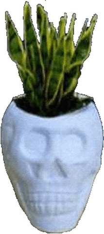 Skull Planter with Twisted Sister Plant