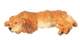 Cocker Spaniel, Buff, Sleeping