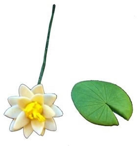 Water Lily, White