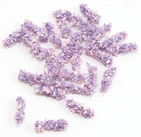 Wisteria Blooms