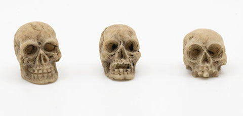Aged Skull, Assorted