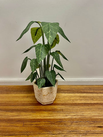 Potted Anthuriam, 4 1/2" Tall