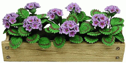 Window Box with Lavender Geraniums
