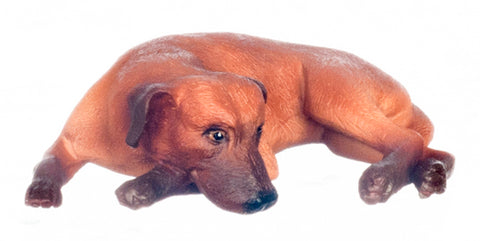 Brown Mixed breed Dog, Curling Up