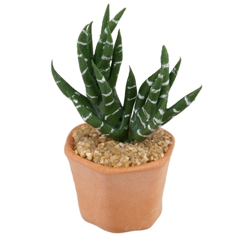 Potted Zebra Cactus