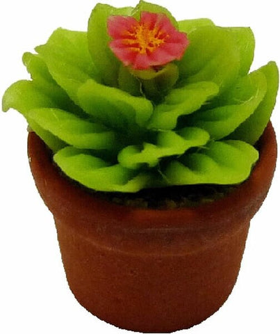 Cactus Plant in Pot with Pink Flower