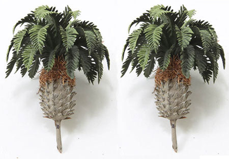 Sago Palm Trees, Pair