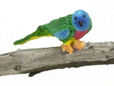 Splendid Grass Parakeet