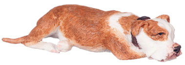 Laying Boxer, Russet Brown