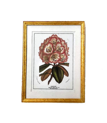 Botanical Print - Rhododendron