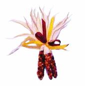 Indian Corn