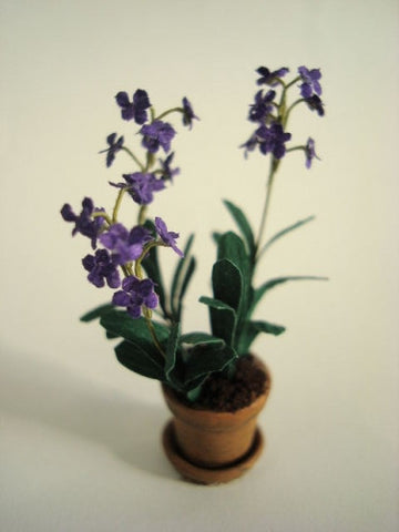 Vanda Orchid Plant, Purple