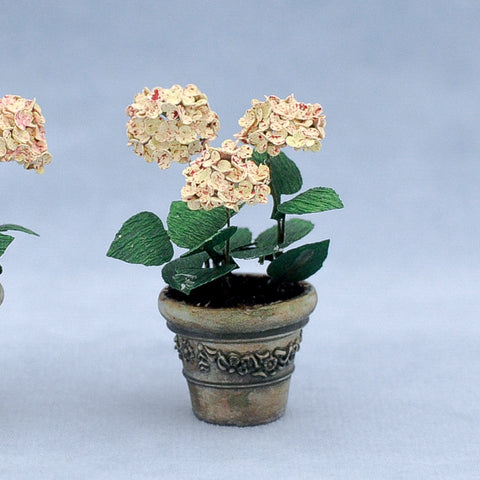 Potted Hydrangea, Soft Pink and White