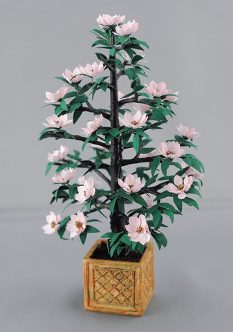 Magnolia Tree in Planter, Pink
