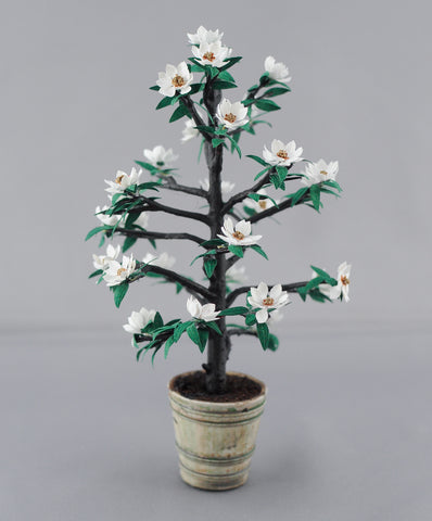 White Magnolia Tree