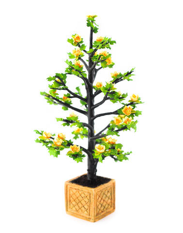 Tulip Tree in Planter, Yellow