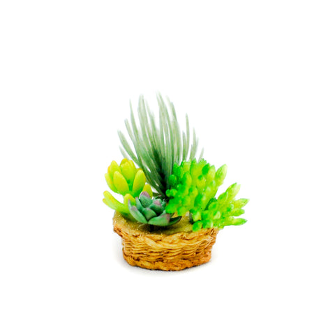 Planter with Succulents