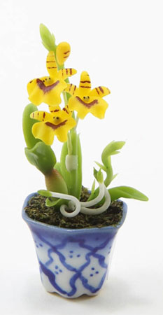 Yellow Orchid in Blue and White Pot