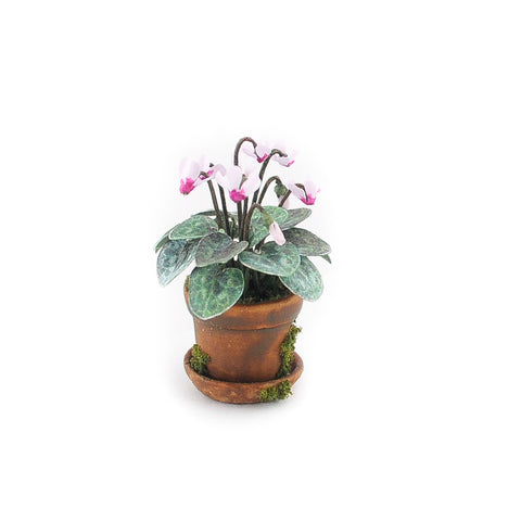 Potted Cyclamen