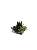 Tropical Planter, Assorted