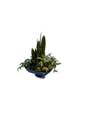 Tropical Planter, Assorted