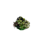Tropical Planter, Assorted