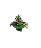 Tropical Planter, Assorted