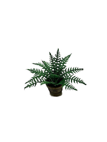 Small Lady Fern in Grey Pot