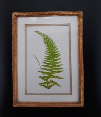 Botanical Print - Green Fern