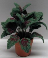Green Floor Plant