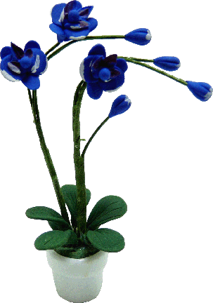 Midnight Blue Orchids