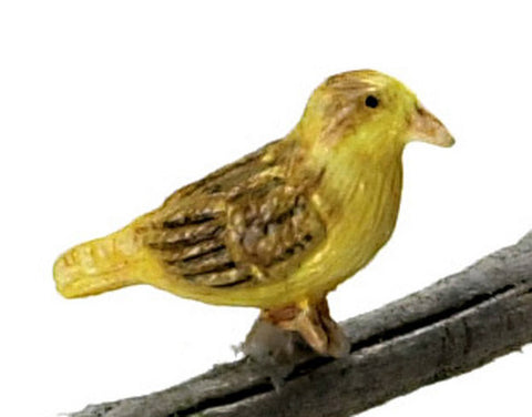 Norwich Fancy Canary by Falcon