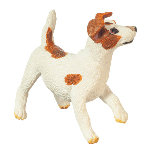 Jack Russell Terrier