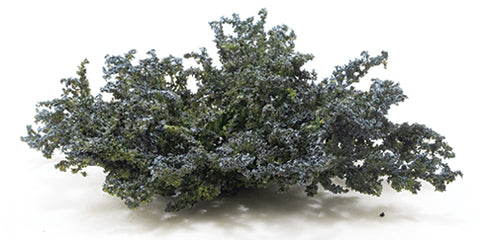 Ground Cover, Juniper, Blue-Green