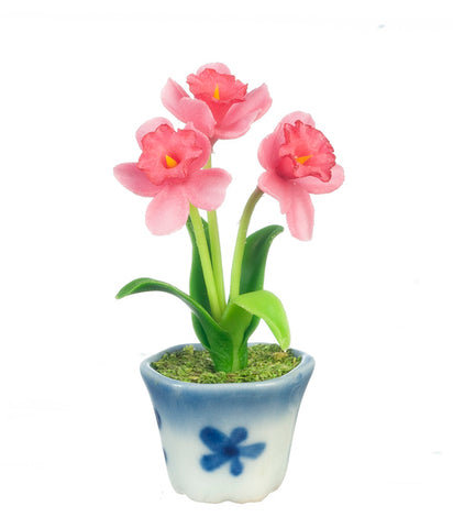 Daffodils in Blue Pot, Hot Pink