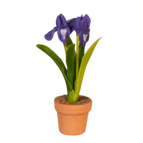Purple Iris in Small Clay Pot