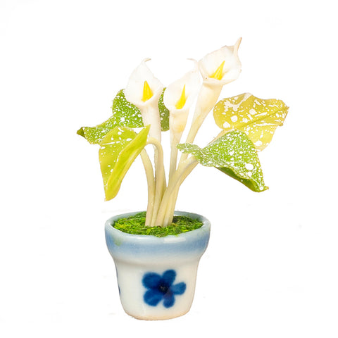 White Calla Lily  in Pot