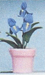 Blue Iris in a Pink Pot