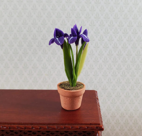 Purple Irises Plant in Terracotta Planter