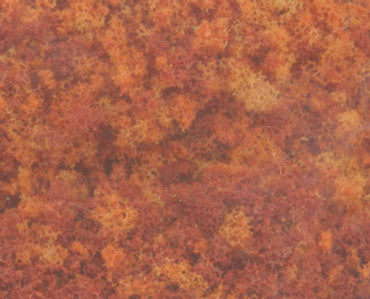 Foliage Late Fall