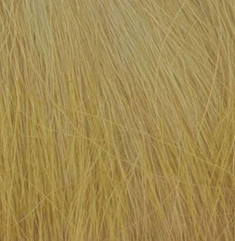 Field Grass-Harvest Gold