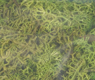 Lichen - Light Green 1.5 Qts