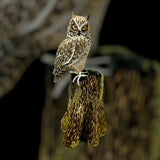 Hand Carved Owl by Artisan Frank Balestrieri