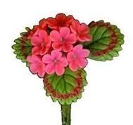 Geranium, Single with Leaves, Pink
