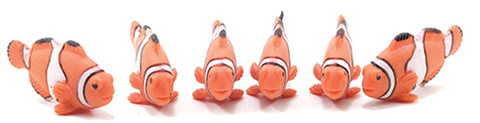 Clown Fish, Sold Individually