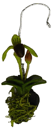 Hanging Lady Slipper Orchid, Deep Red
