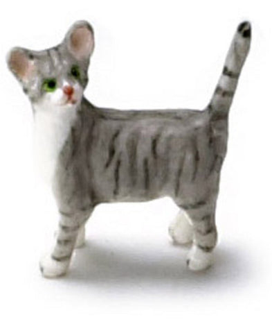 Kitten, Grey Tabby