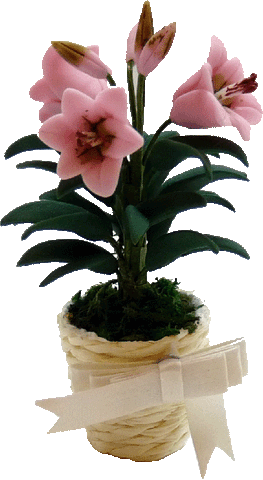Easter Lily, Pink